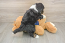 Best Mini Aussiedoodle Baby