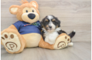 Mini Aussiedoodle Pup Being Cute