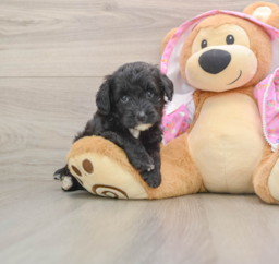7 week old Mini Aussiedoodle Puppy For Sale - Seaside Pups