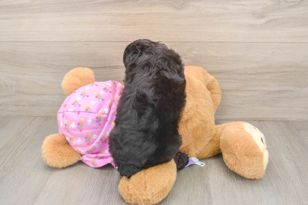 Energetic Aussiepoo Poodle Mix Puppy