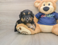 8 week old Mini Aussiedoodle Puppy For Sale - Seaside Pups