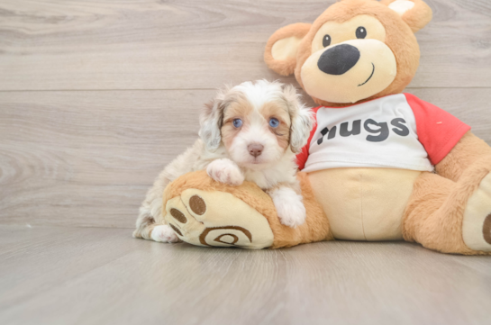 Best Mini Aussiedoodle Baby