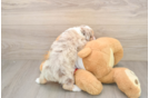 Best Mini Aussiedoodle Baby