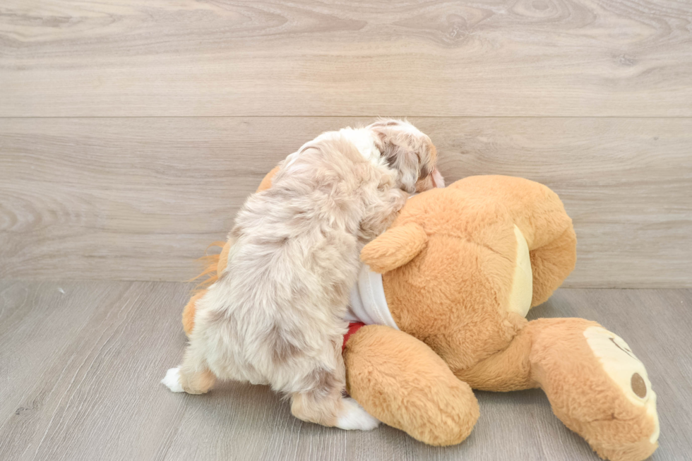 Best Mini Aussiedoodle Baby