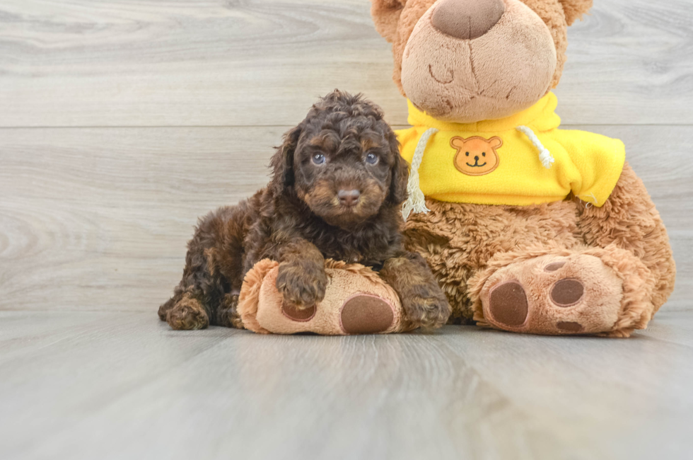 5 week old Mini Aussiedoodle Puppy For Sale - Seaside Pups