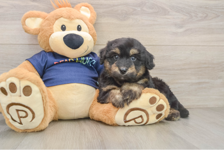Small Mini Aussiedoodle Baby