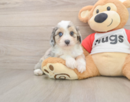 8 week old Mini Aussiedoodle Puppy For Sale - Seaside Pups