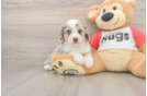 Best Mini Aussiedoodle Baby