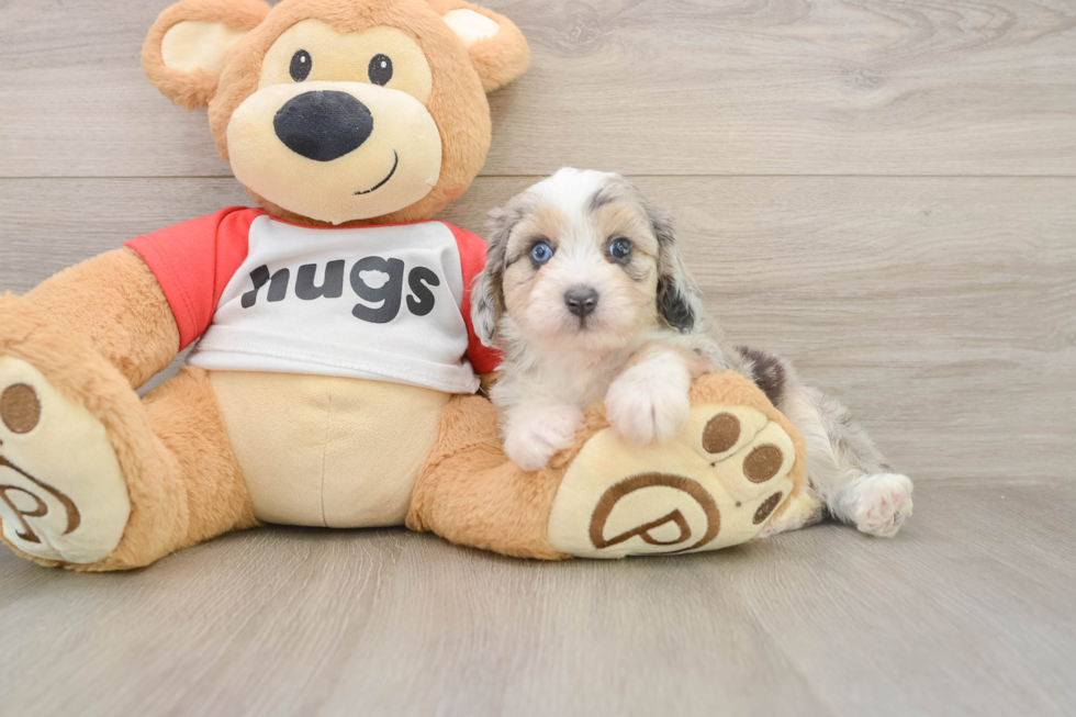 Mini Aussiedoodle Pup Being Cute