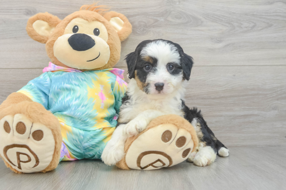 5 week old Mini Aussiedoodle Puppy For Sale - Seaside Pups
