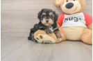 Mini Aussiedoodle Pup Being Cute
