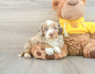 8 week old Mini Aussiedoodle Puppy For Sale - Seaside Pups