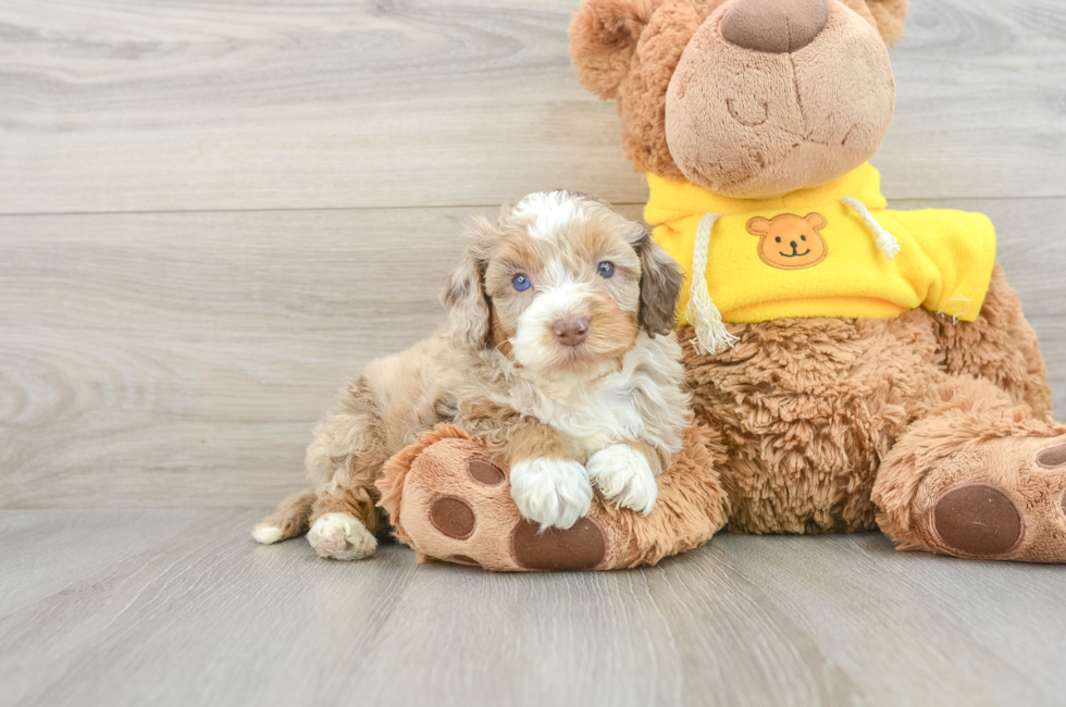 5 week old Mini Aussiedoodle Puppy For Sale - Seaside Pups