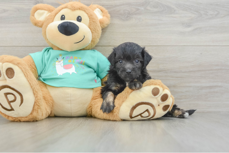 Mini Aussiedoodle Puppy for Adoption