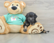 7 week old Mini Aussiedoodle Puppy For Sale - Seaside Pups