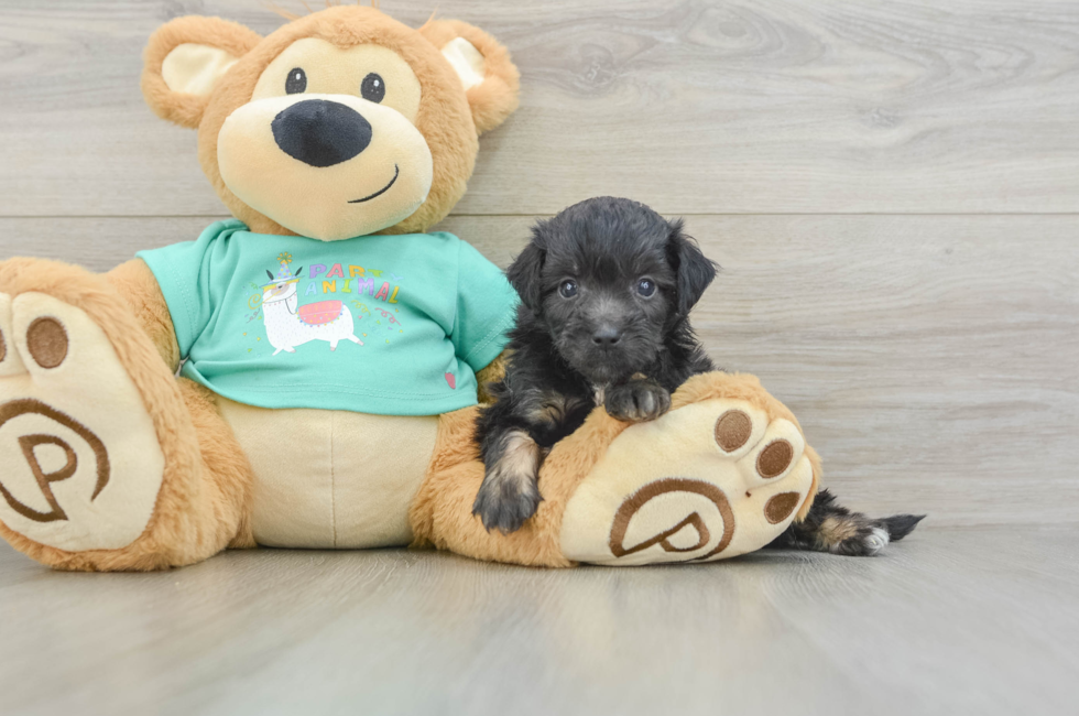 6 week old Mini Aussiedoodle Puppy For Sale - Seaside Pups