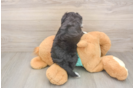 Best Mini Aussiedoodle Baby