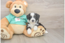 Mini Aussiedoodle Pup Being Cute