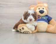5 week old Mini Aussiedoodle Puppy For Sale - Seaside Pups