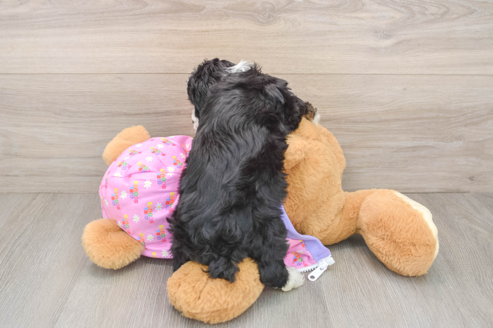 Popular Mini Aussiedoodle Poodle Mix Pup