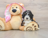 8 week old Mini Aussiedoodle Puppy For Sale - Seaside Pups