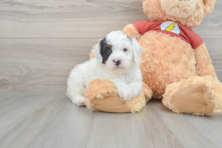 Best Mini Aussiedoodle Baby