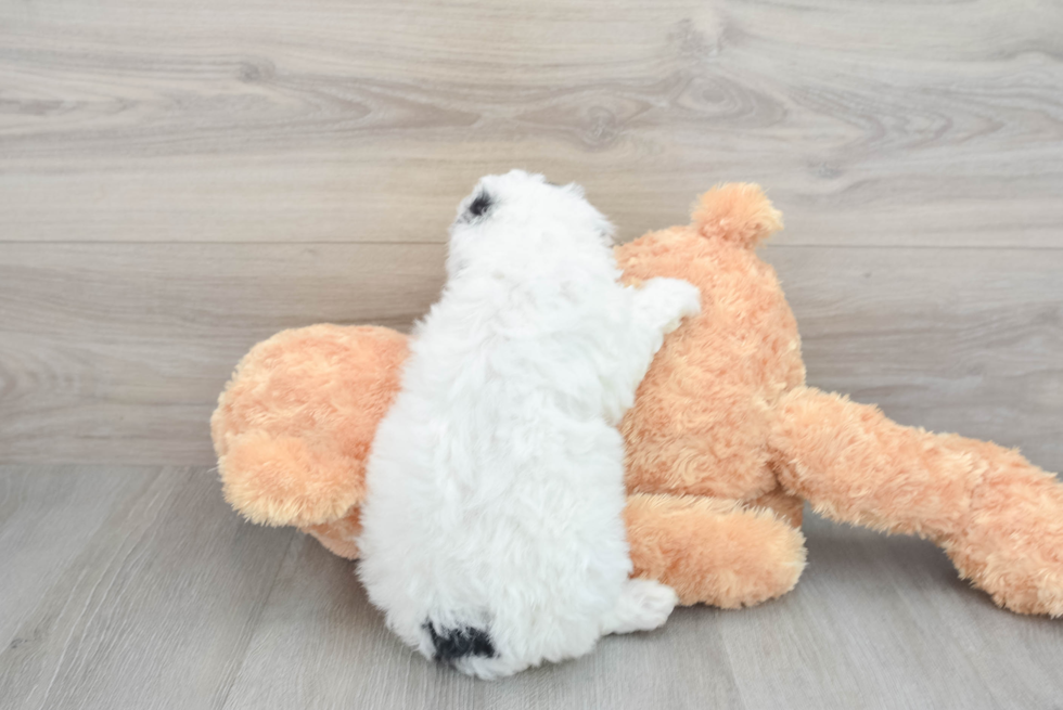 Hypoallergenic Aussiepoo Poodle Mix Puppy