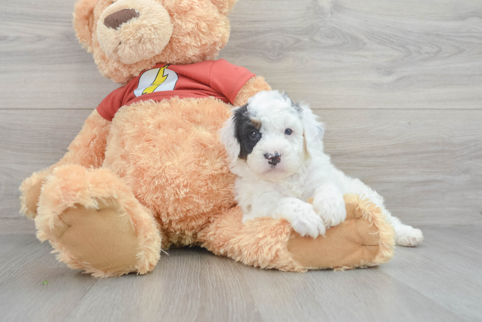 Mini Aussiedoodle Puppy for Adoption