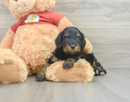 8 week old Mini Aussiedoodle Puppy For Sale - Seaside Pups