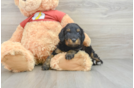 Mini Aussiedoodle Pup Being Cute