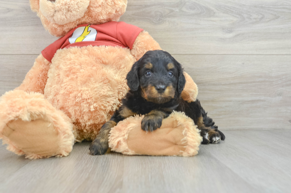 6 week old Mini Aussiedoodle Puppy For Sale - Seaside Pups