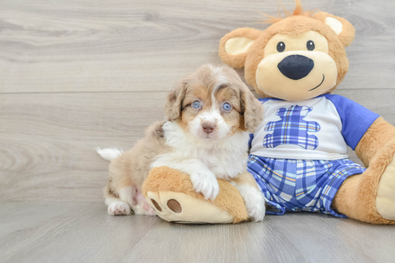 Meet Angela - our Mini Aussiedoodle Puppy Photo 1/3 - Seaside Pups