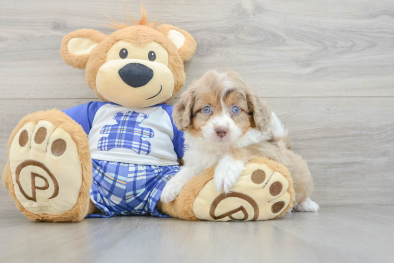 Meet Angela - our Mini Aussiedoodle Puppy Photo 3/3 - Seaside Pups