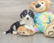 8 week old Mini Aussiedoodle Puppy For Sale - Seaside Pups