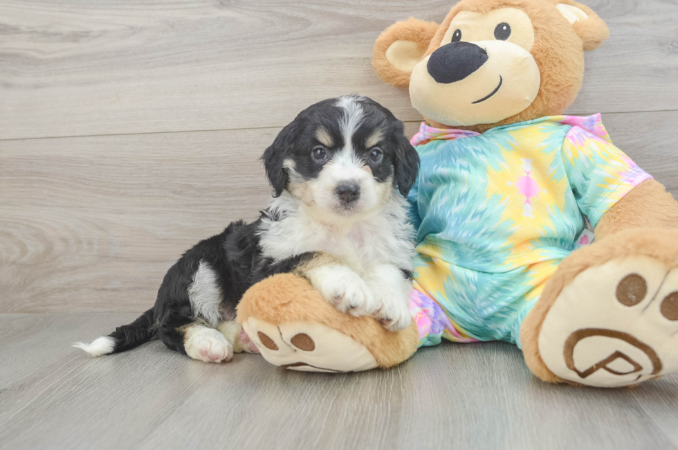 5 week old Mini Aussiedoodle Puppy For Sale - Seaside Pups