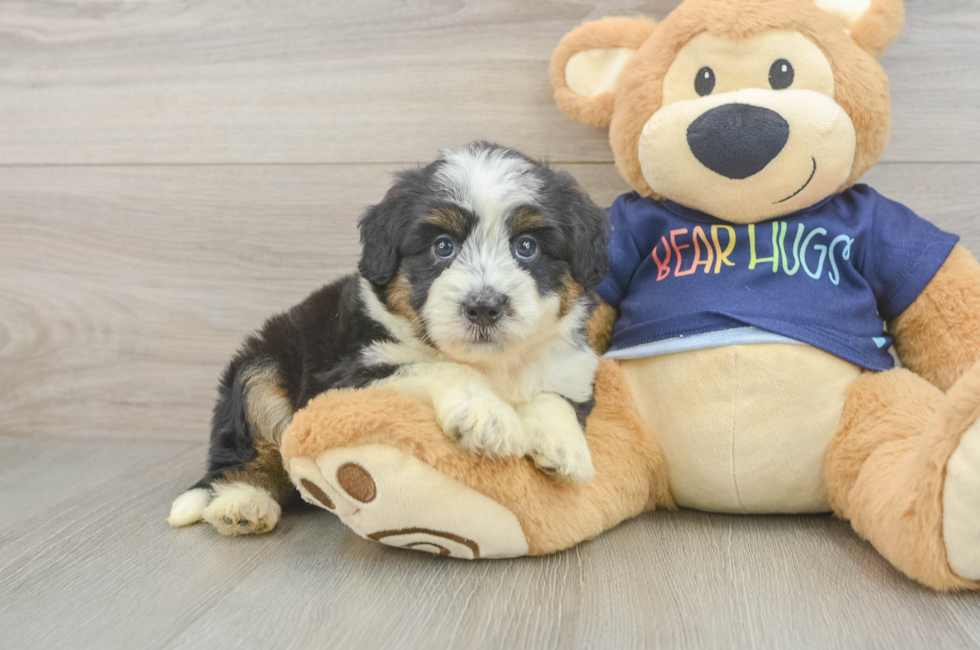 6 week old Mini Aussiedoodle Puppy For Sale - Seaside Pups