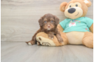 Energetic Aussie Poo Poodle Mix Puppy