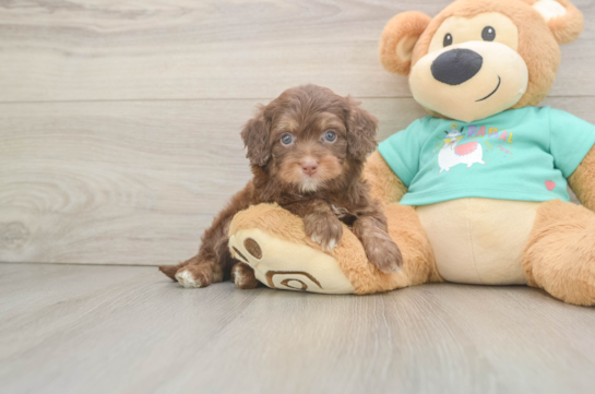 Energetic Aussie Poo Poodle Mix Puppy
