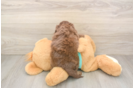 Mini Aussiedoodle Puppy for Adoption