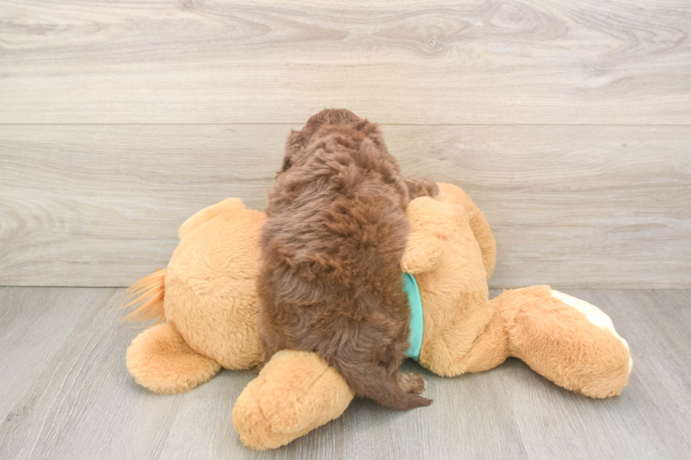 Mini Aussiedoodle Puppy for Adoption