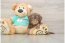 Best Mini Aussiedoodle Baby