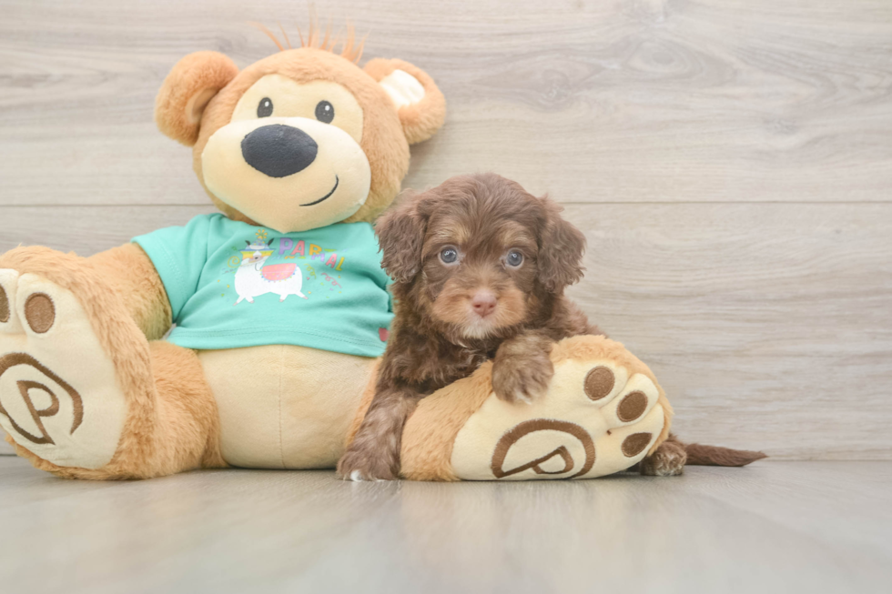 Best Mini Aussiedoodle Baby