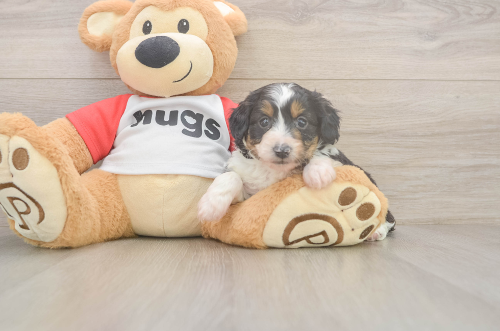 5 week old Mini Aussiedoodle Puppy For Sale - Seaside Pups