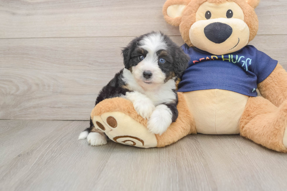 Best Mini Aussiedoodle Baby