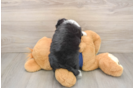 Fluffy Mini Aussiedoodle Poodle Mix Pup