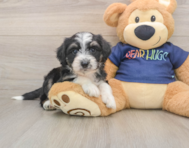 8 week old Mini Aussiedoodle Puppy For Sale - Seaside Pups