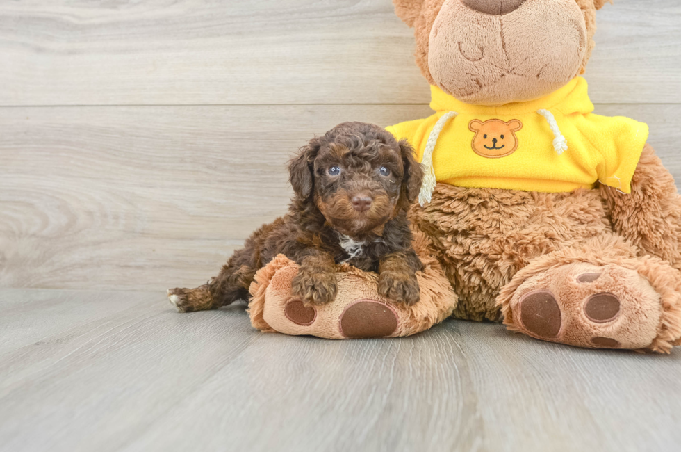 5 week old Mini Aussiedoodle Puppy For Sale - Seaside Pups