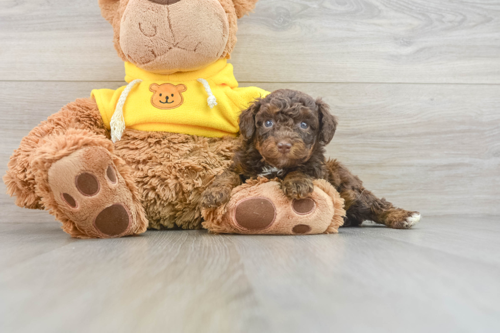 Energetic Aussie Poo Poodle Mix Puppy