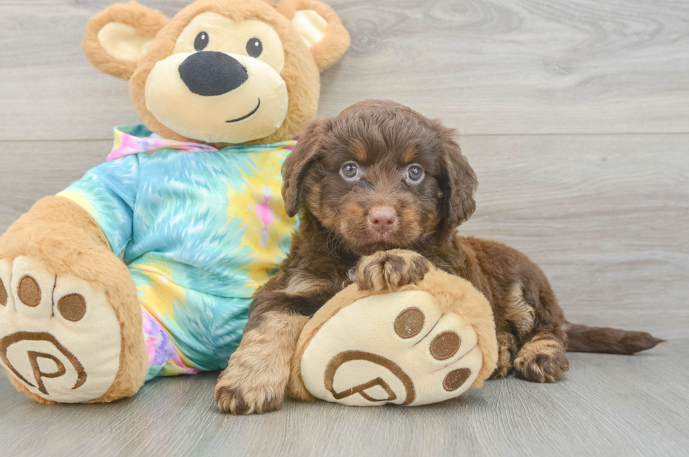 5 week old Mini Aussiedoodle Puppy For Sale - Seaside Pups