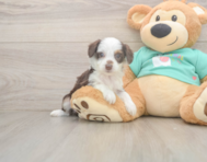 7 week old Mini Aussiedoodle Puppy For Sale - Seaside Pups